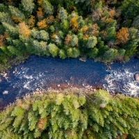 Une rivière sillone une forêt de conifères